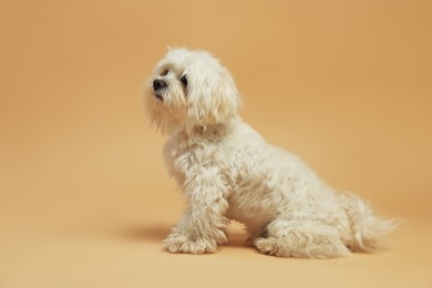 Photo of Cute white Maltese dog on beige background