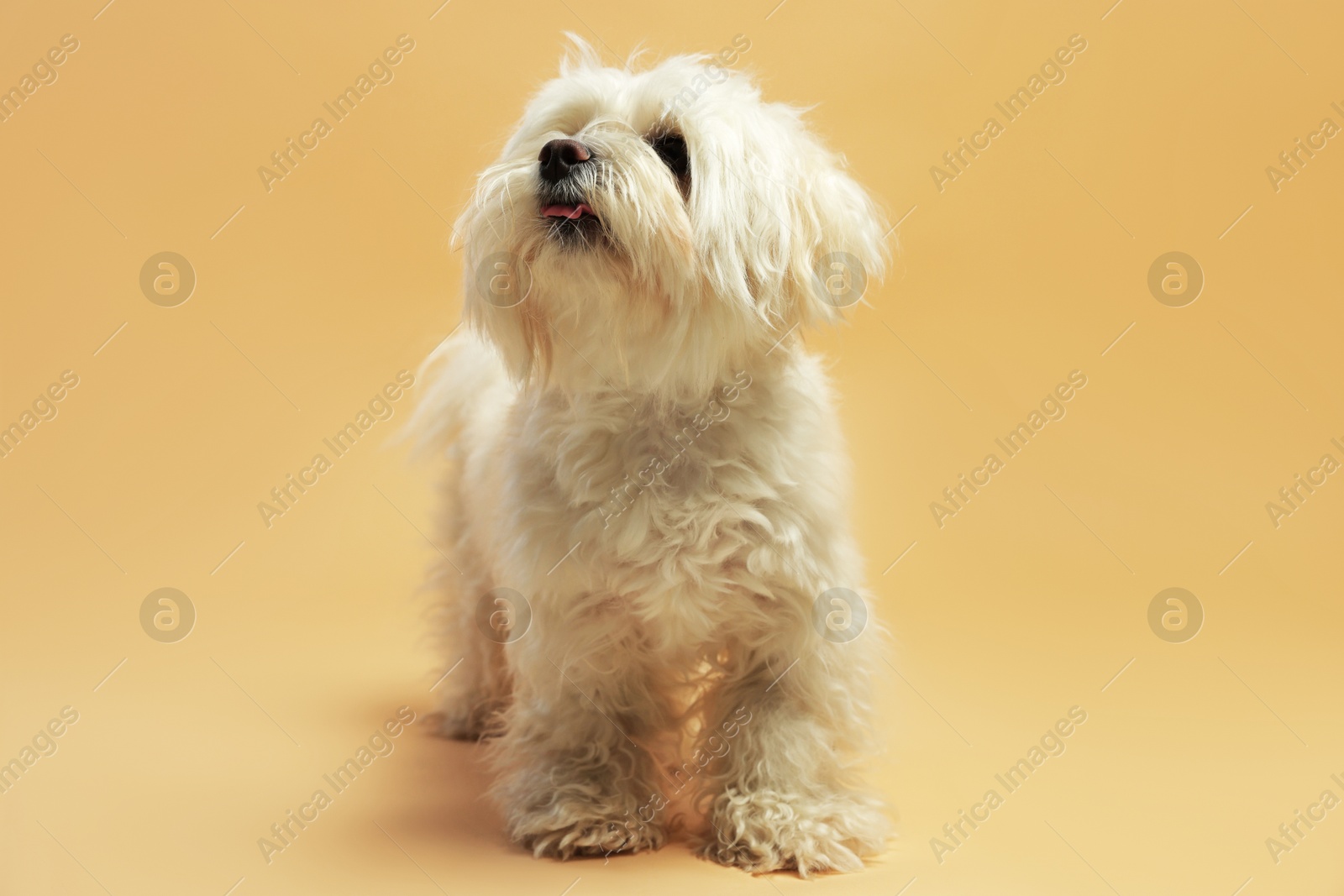 Photo of Cute white Maltese dog on beige background