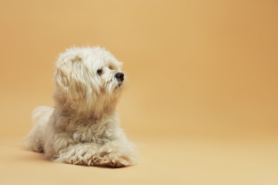 Photo of Cute white Maltese dog on beige background, space for text