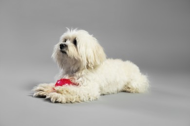 Photo of Cute white Maltese dog with toy on light grey background