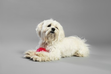 Photo of Cute white Maltese dog with toy on light grey background