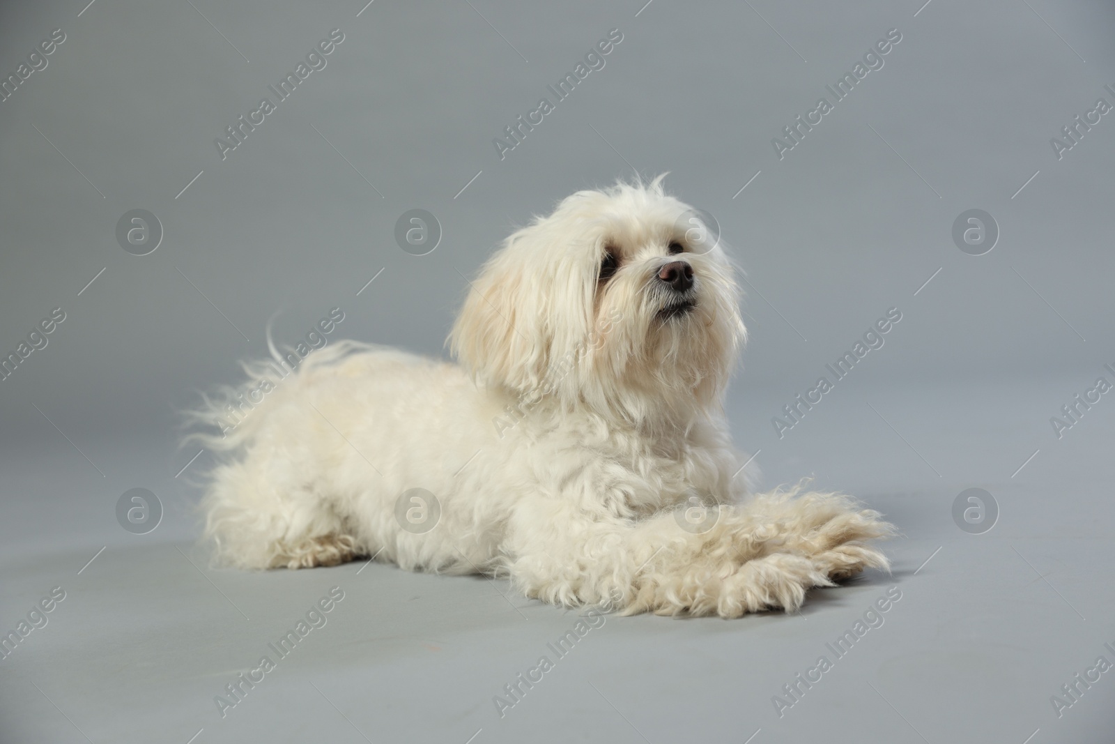 Photo of Cute white Maltese dog on light grey background