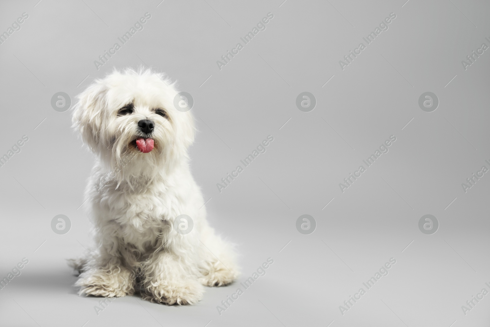 Cute white Maltese dog on light grey background, space for text Photo of Cute white Maltese dog on light grey background, space for text