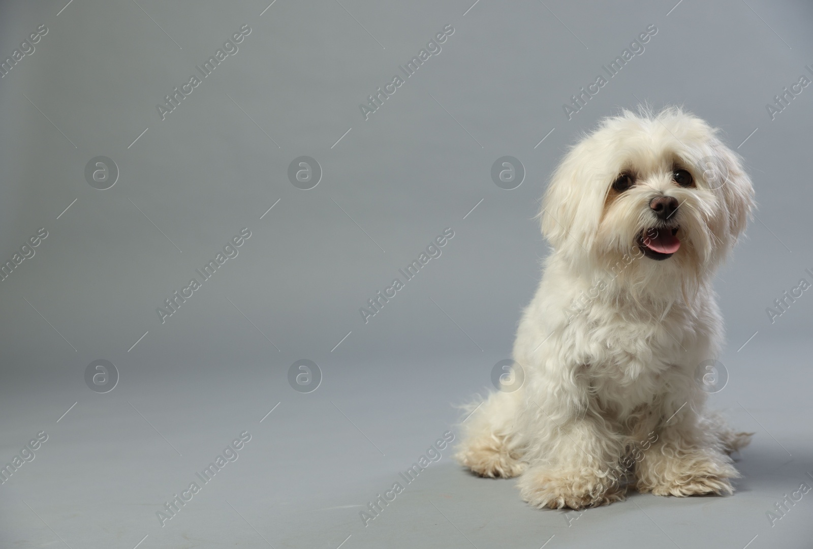 Cute white Maltese dog on light grey background, space for text Photo of Cute white Maltese dog on light grey background, space for text