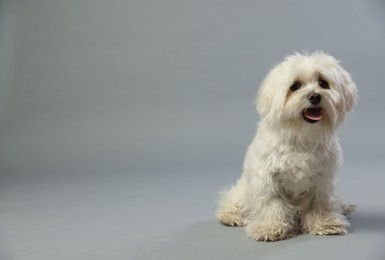 Photo of Cute white Maltese dog on light grey background, space for text