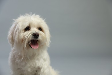 Photo of Cute white Maltese dog on light grey background, space for text