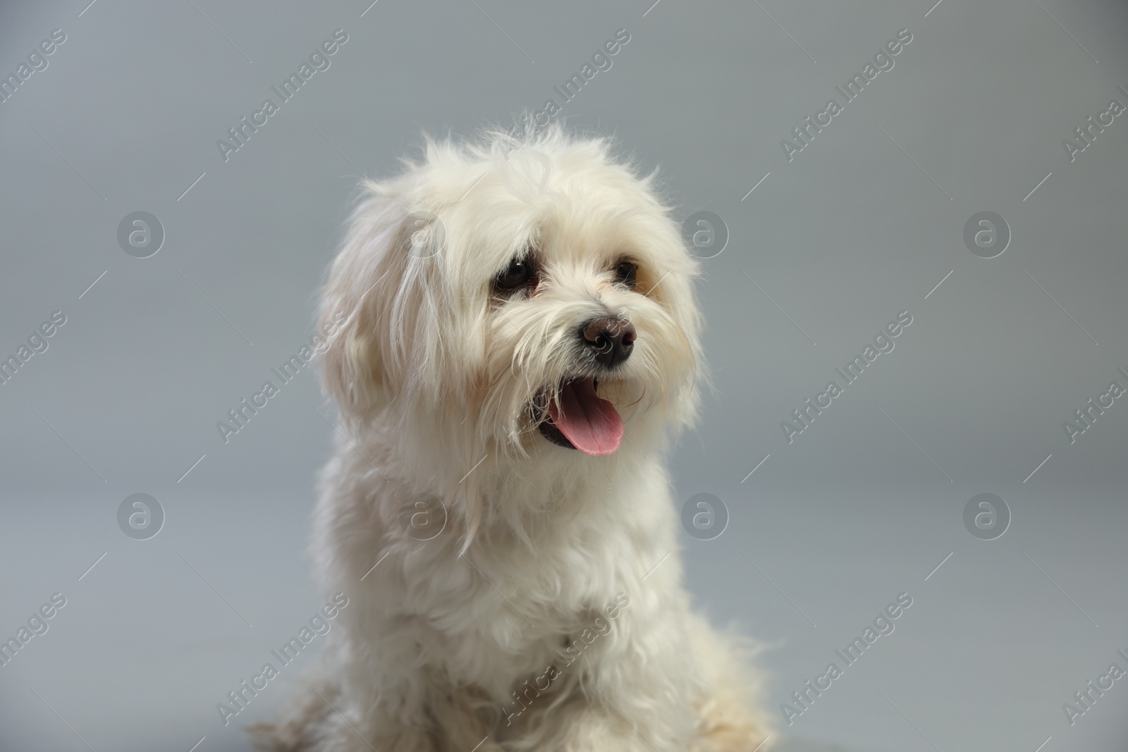 Cute white Maltese dog on light grey background Photo of Cute white Maltese dog on light grey background