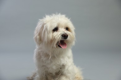 Photo of Cute white Maltese dog on light grey background