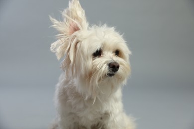 Photo of Cute white Maltese dog on light grey background