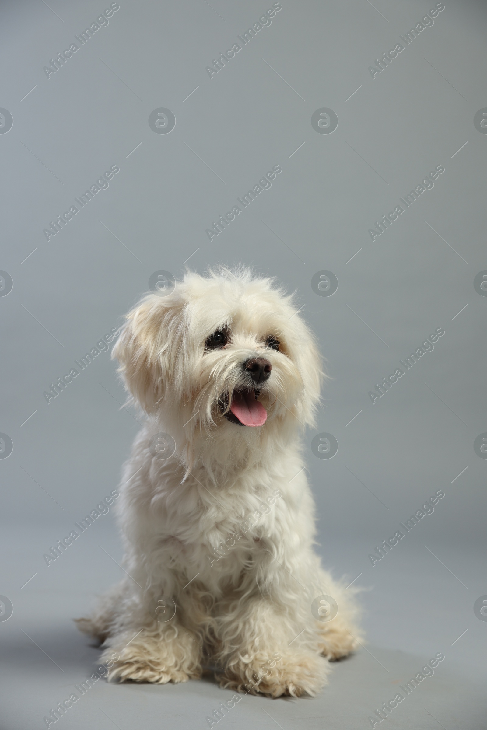 Cute white Maltese dog on light grey background, space for text Photo of Cute white Maltese dog on light grey background, space for text