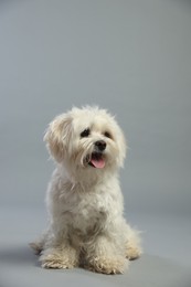 Photo of Cute white Maltese dog on light grey background, space for text