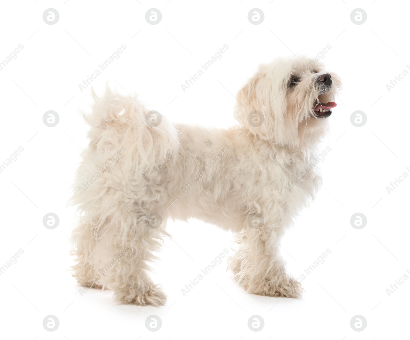 Photo of Cute Maltese dog on white background. Adorable pet