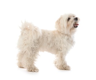 Photo of Cute Maltese dog on white background. Adorable pet