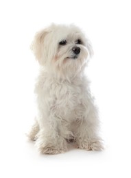 Photo of Cute Maltese dog on white background. Adorable pet