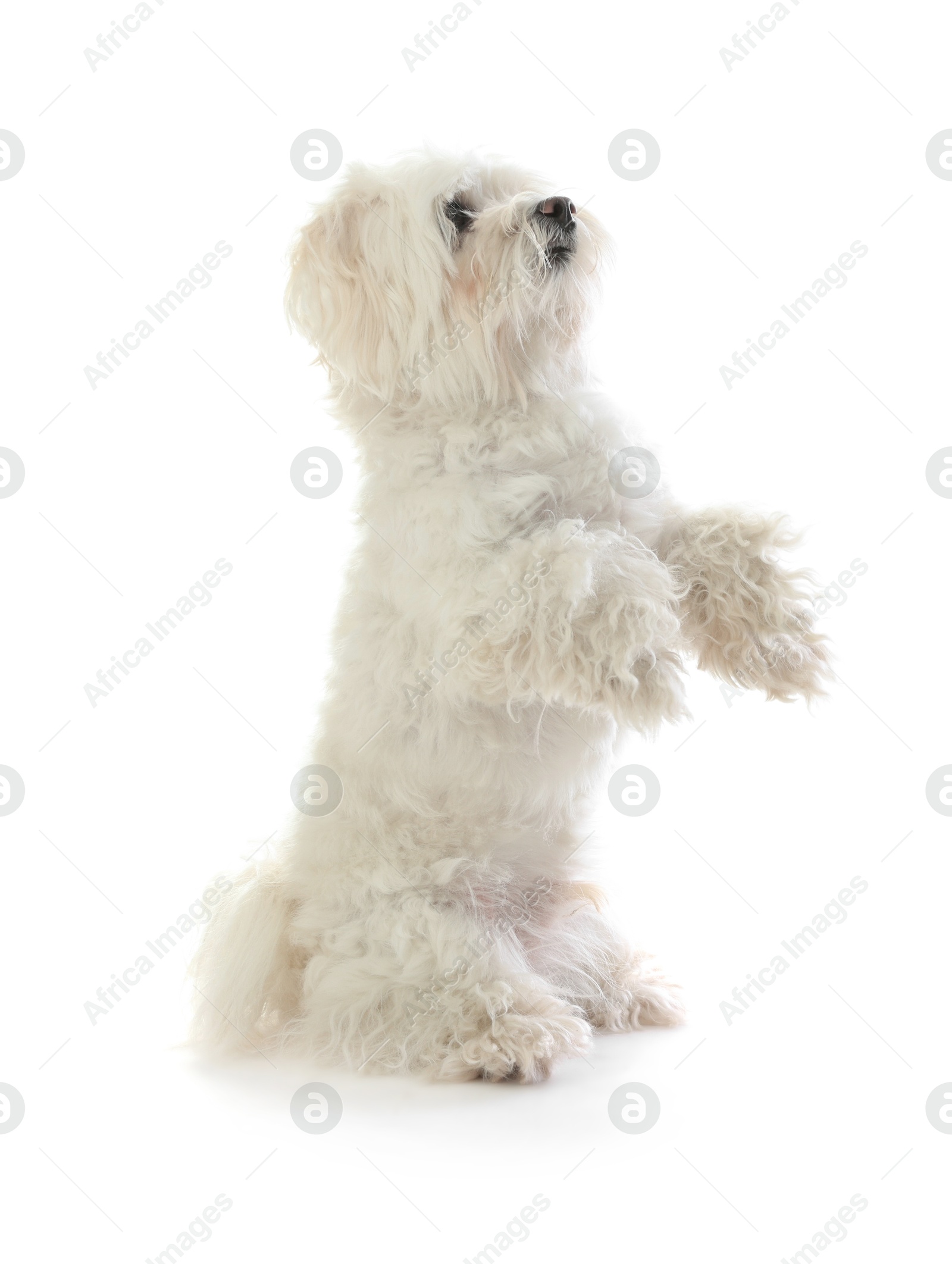 Photo of Cute Maltese dog on white background. Adorable pet