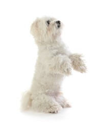 Photo of Cute Maltese dog on white background. Adorable pet