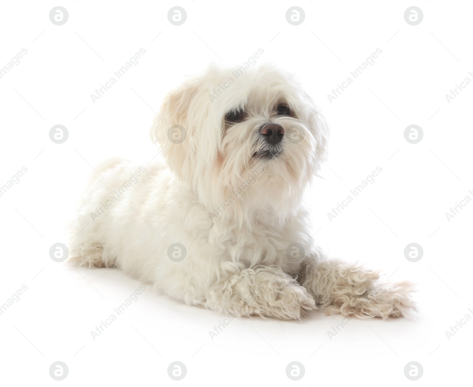 Photo of Cute Maltese dog on white background. Adorable pet