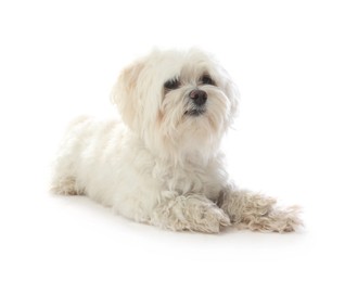 Photo of Cute Maltese dog on white background. Adorable pet