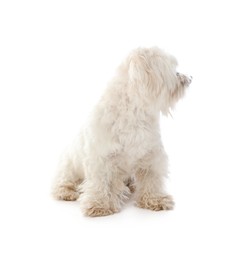 Photo of Cute Maltese dog on white background. Adorable pet