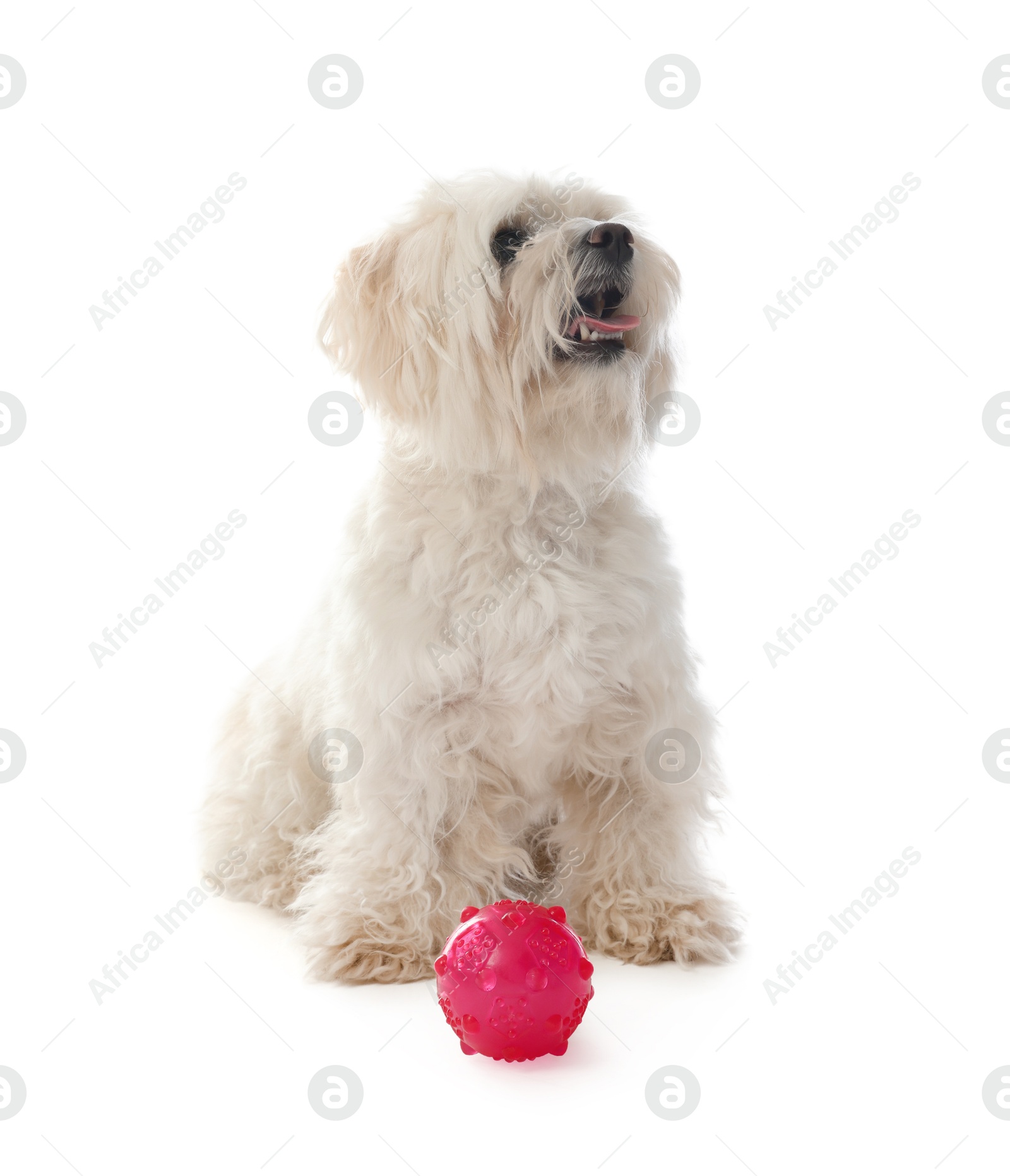 Photo of Cute Maltese dog with toy on white background