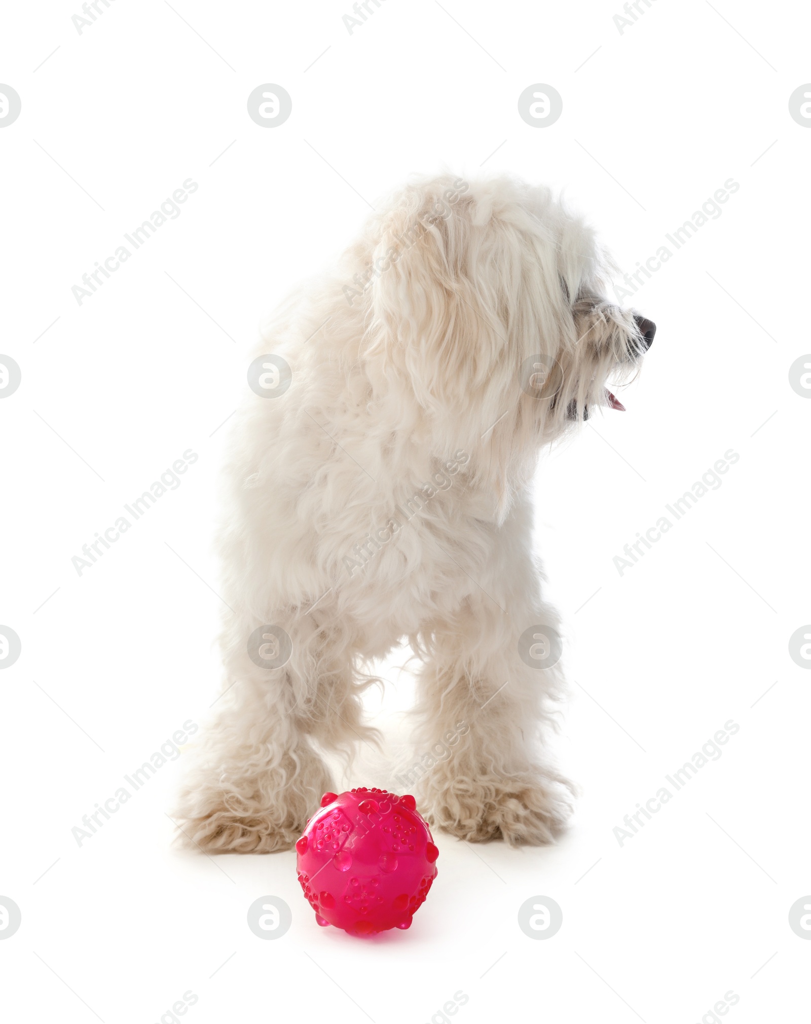 Photo of Cute Maltese dog with toy on white background