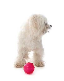 Photo of Cute Maltese dog with toy on white background