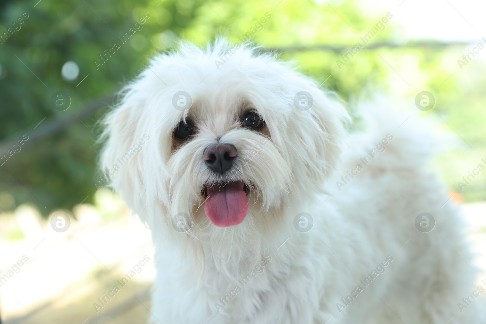 Cute white Maltese dog at home. Adorable pet Photo of Cute white Maltese dog at home. Adorable pet