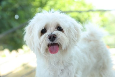 Photo of Cute white Maltese dog at home. Adorable pet