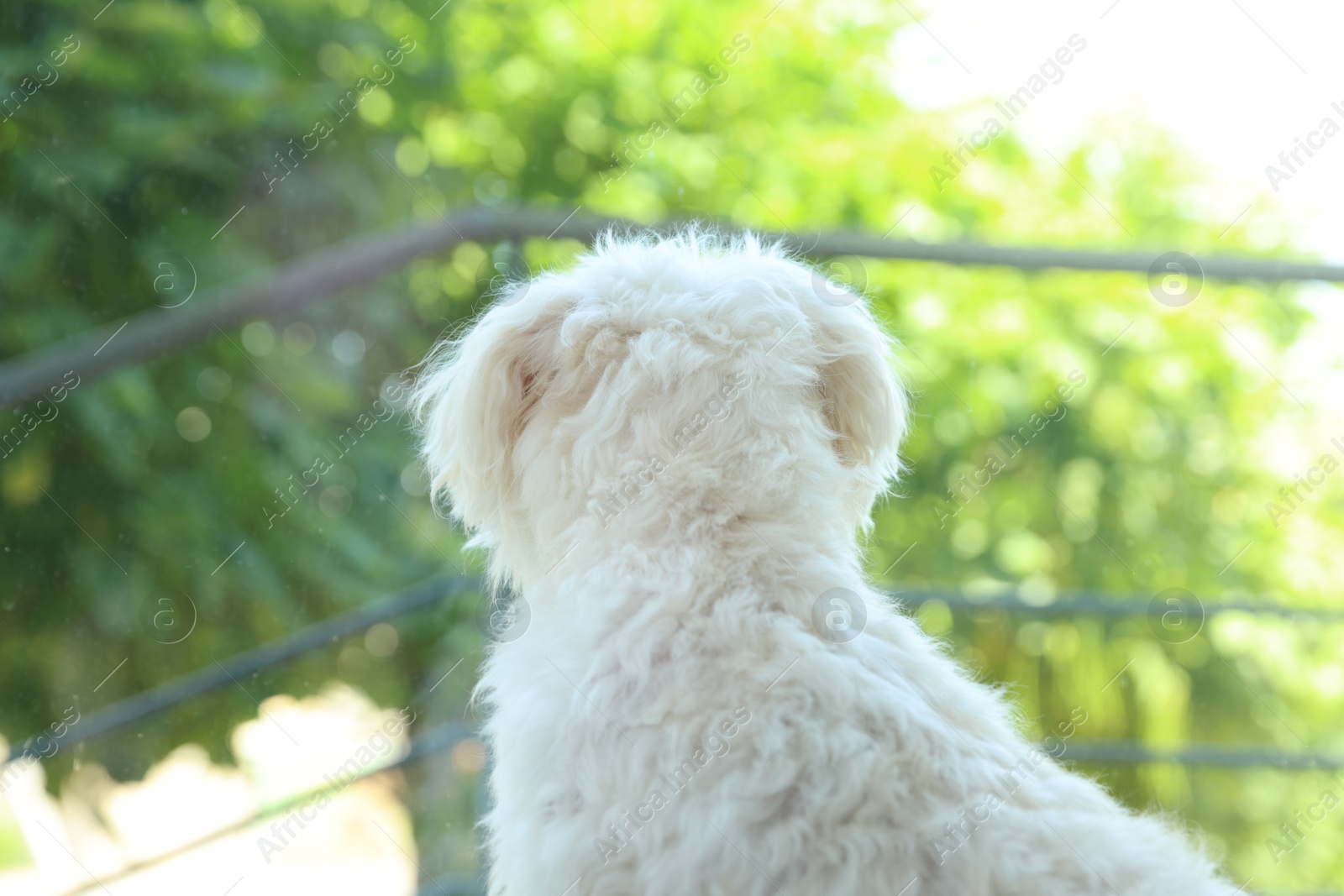 Cute white Maltese dog at home, back view Photo of Cute white Maltese dog at home, back view
