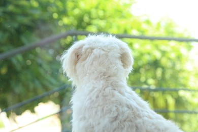 Photo of Cute white Maltese dog at home, back view