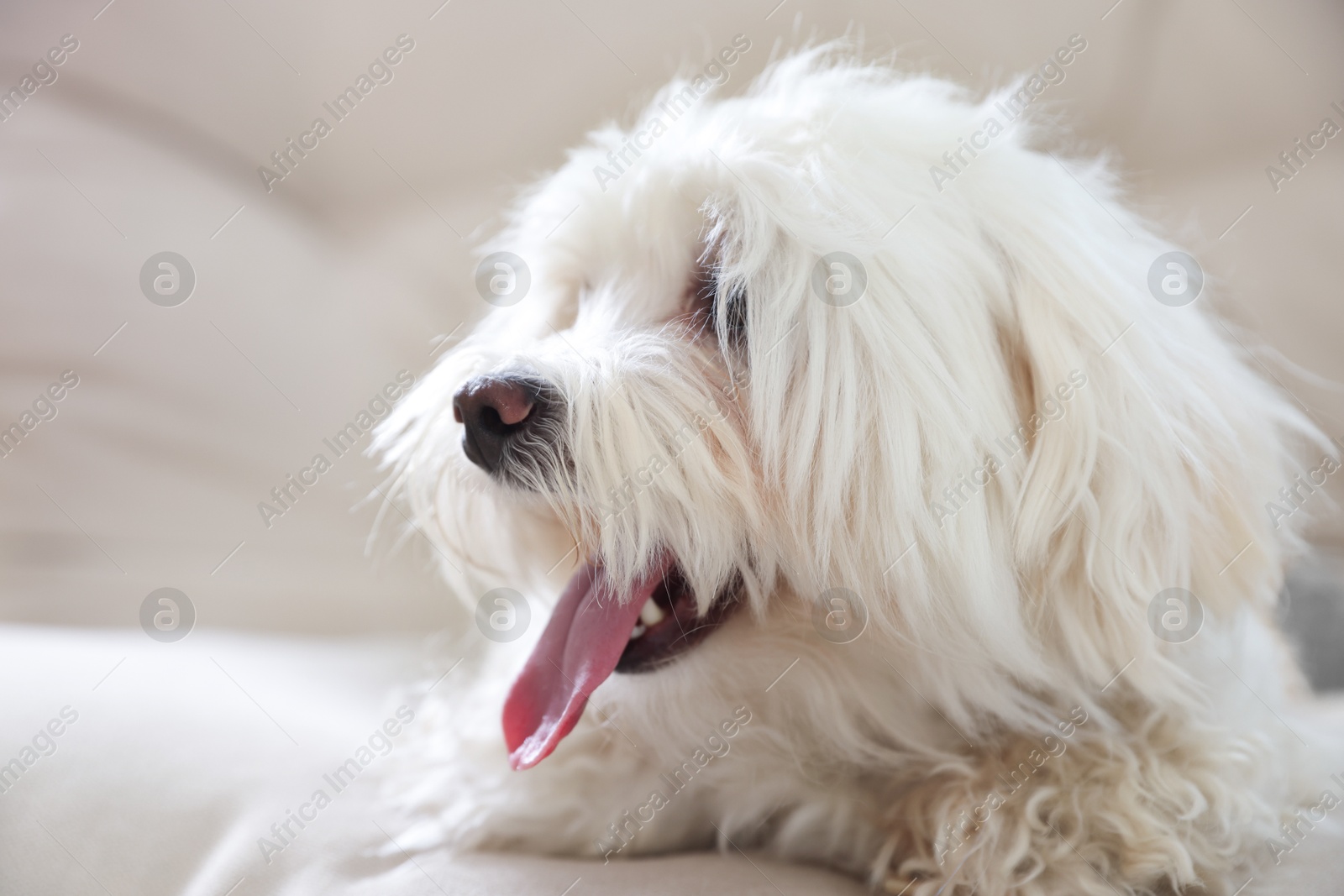 Cute white Maltese dog on sofa at home, closeup Photo of Cute white Maltese dog on sofa at home, closeup