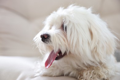 Photo of Cute white Maltese dog on sofa at home, closeup