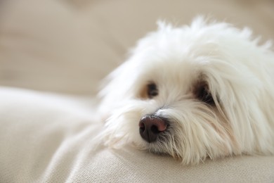 Photo of Cute white Maltese dog on sofa at home, closeup