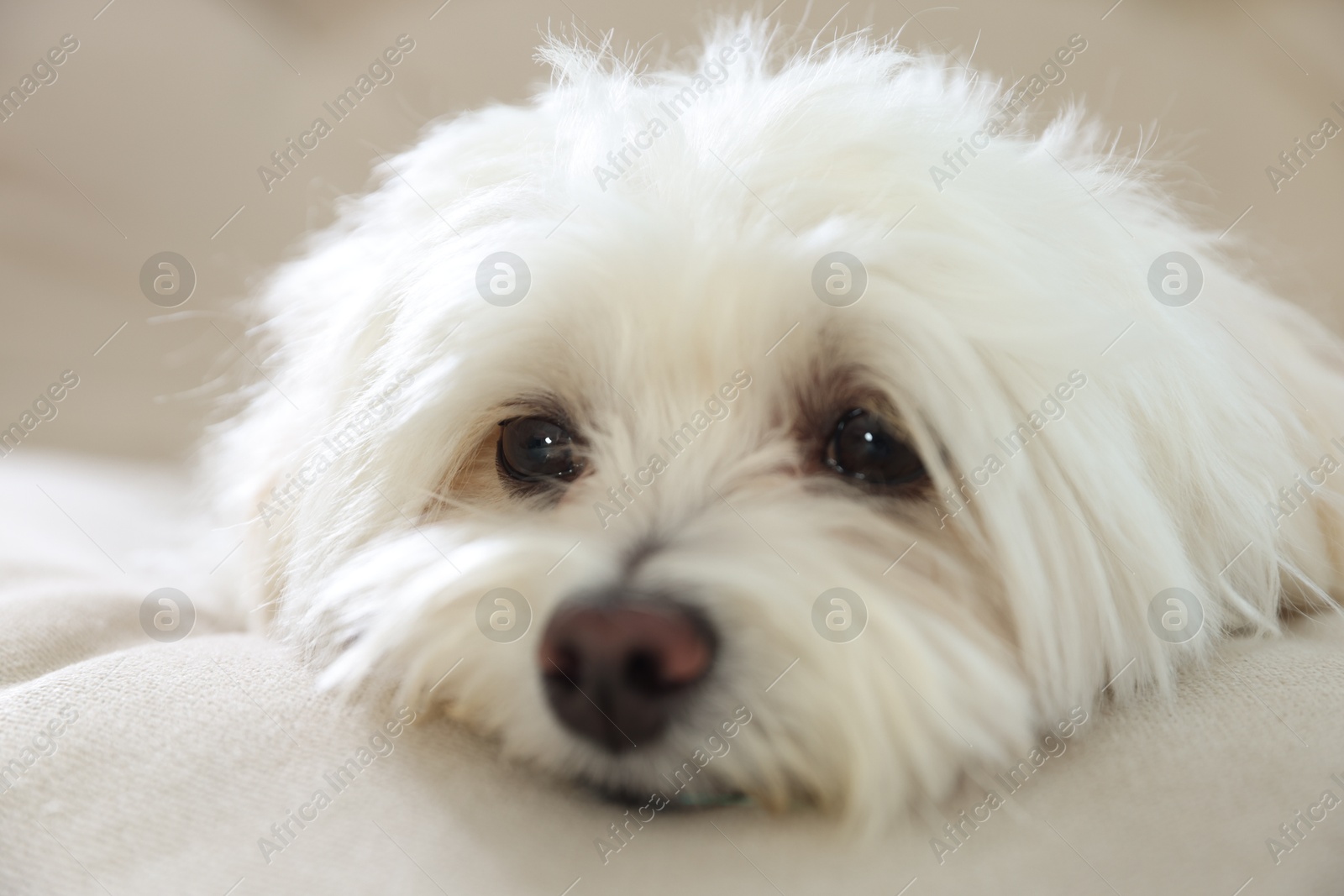Cute white Maltese dog on sofa at home, closeup Photo of Cute white Maltese dog on sofa at home, closeup