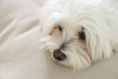 Photo of Cute white Maltese dog on sofa at home, closeup
