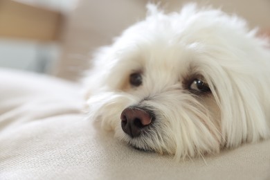 Photo of Cute white Maltese dog on sofa at home, closeup