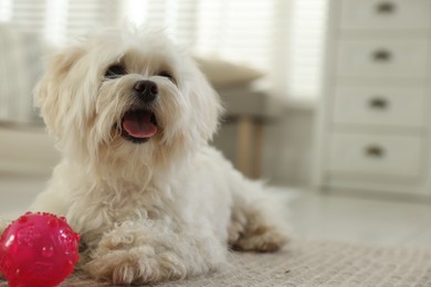 Photo of Cute white Maltese dog with toy at home, space for text