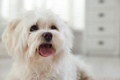 Photo of Cute white Maltese dog at home, space for text