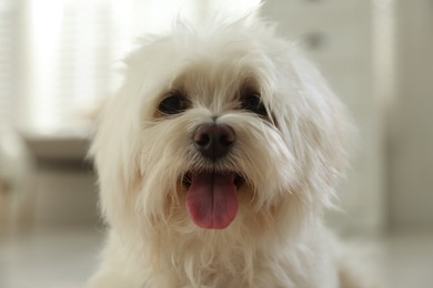 Photo of Cute white Maltese dog at home. Adorable pet