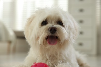 Photo of Cute white Maltese dog with toy at home