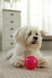Photo of Cute white Maltese dog with toy at home