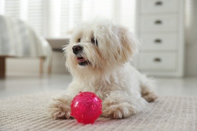Photo of Cute white Maltese dog with toy at home