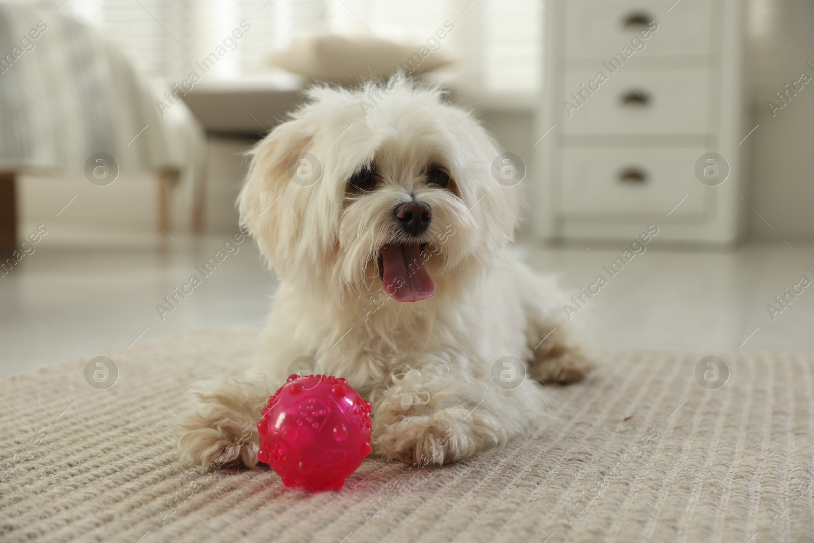 Cute white Maltese dog with toy at home Photo of Cute white Maltese dog with toy at home