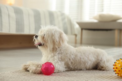 Photo of Cute white Maltese dog with toys at home