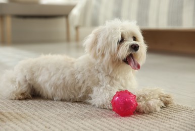 Photo of Cute white Maltese dog with toy at home