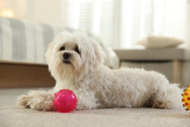 Photo of Cute white Maltese dog with toys at home