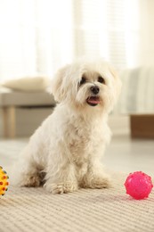Photo of Cute white Maltese dog with toys at home