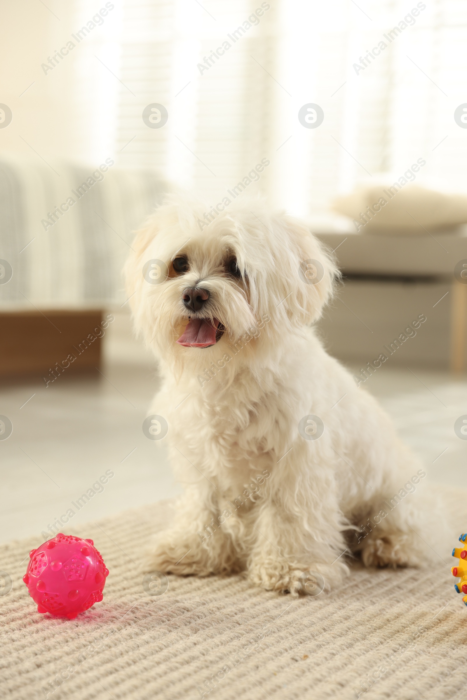 Cute white Maltese dog with toys at home Photo of Cute white Maltese dog with toys at home