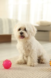 Photo of Cute white Maltese dog with toys at home