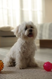 Photo of Cute white Maltese dog with toys at home
